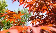 绚丽多彩的春天_600字