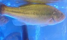 当我遇到诱惑人的“鱼”时——读《钓鱼的启示》_500字