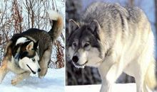 狼终归是狼_700字