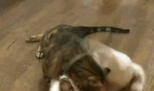 关于动物的作文：我家的狗狗——吉吉_1500字