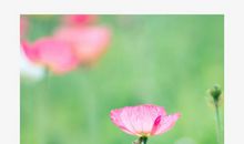 花开的声音_900字