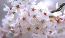 一夜春风,万盏梨花红_1200字