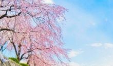 樱花树下的约定（上）_1200字