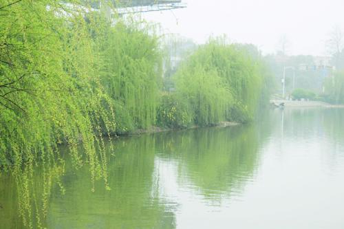 杨柳在我的故乡_350字