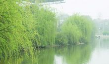 家乡的柳树_350字