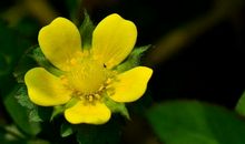 2012佛山中考满分作文：夫妻之爱_1200字