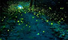 夏天的晚上_500字