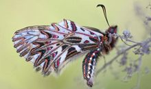 友情优美段落：美丽的蝴蝶“迷彩服”段落_450字