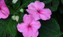 花儿一朵朵_30字