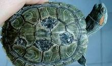 我家的小乌龟_200字