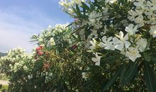 初一抒情散文：在这个春天，我留恋着您_900字