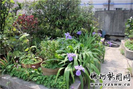 奶奶的花园_600字
