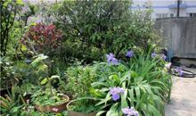 奶奶的花园_600字