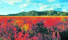 绚丽四季，秋景最美_1200字