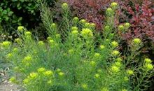 麦田里的杂草_900字