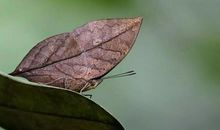 我是一只枯叶蝶_550字