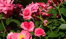 玫瑰与月季的花季_450字