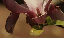 残缺，也是一种美丽_650字