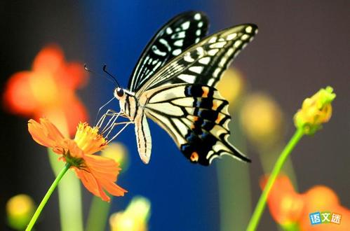 我想成为一只蝴蝶_150个单词
