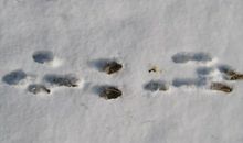 行走在消失中的足迹_900字