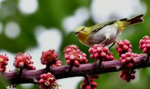 我想变成自由自在的小鸟_250字