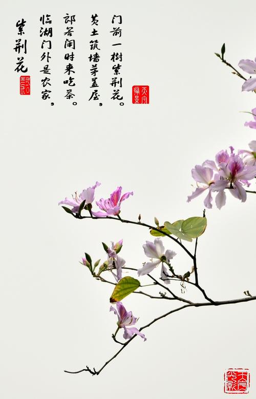 紫荆花_300字
