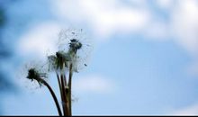 我想变成蒲公英的种子_200字