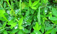 初一说明文：植物_1000字