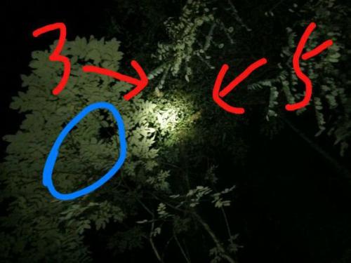一年级解释性论文：我和竹鸡_900字