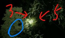 初一说明文：我和竹鸡_900字