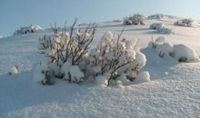 我爱你——雪_350字