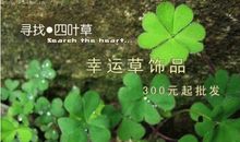 四叶草_600字