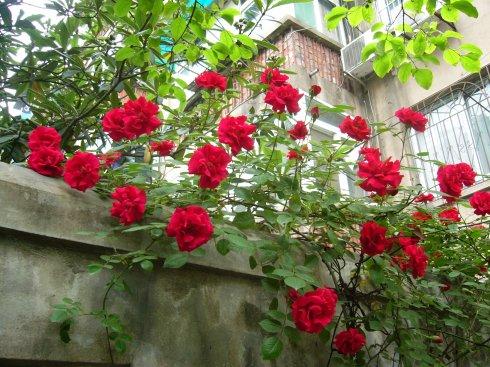 朋友，花会盛开_750字