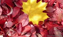 秋天的色彩_450字