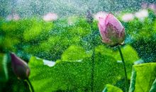 2012泸州中考满分作文：雨中的风景_800字