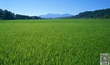 初三日记：我们的班歌_500字