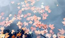 与慈悲为友_700字