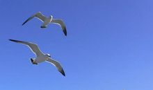 我有一个和谐的家_550字