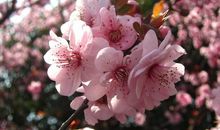 美丽的春天_400字