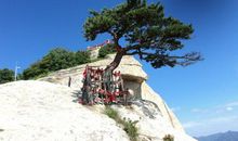 岩石缝中的松树_600字