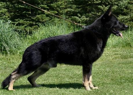 Sheepdog_150个字