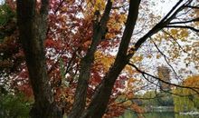 三年级诗歌：秋枫_30字