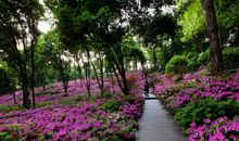 校园盛开和谐之花_700字