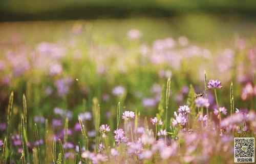 Spring_500字