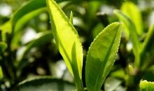 在心田里种植希望_700字