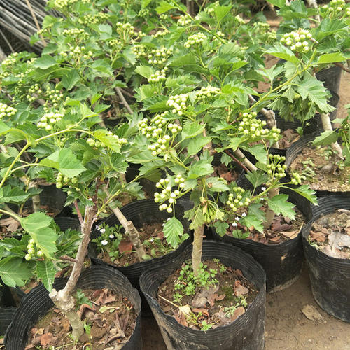 三年级的诗：让我们一起种树苗_50个单词