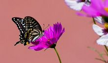 写作方法：与感受近距离的花香_900字