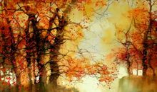 和谐之美在于互助_1000字