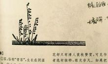 三年级诗歌：古典_300字