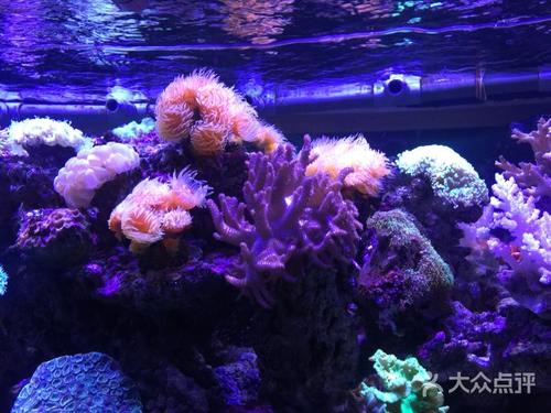 游览郑州水族馆_250字